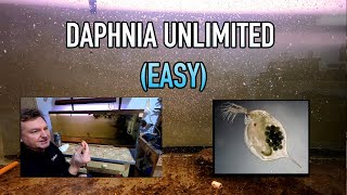 How I Raise Daphnia Water Fleas And You Can Too [upl. by Orabelle]