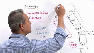 Immunology Lecture 11 Part 3 Immunologlobulins  structure and synthesis genetics [upl. by Nottage]