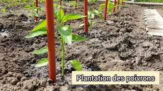 Comment bien planter les poivrons  2021 [upl. by Epolenep]