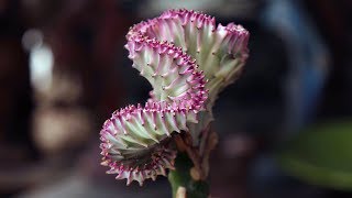 Euphorbia lactea crest variegata “Coral Cactus” [upl. by Drexler]