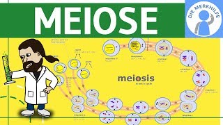 Meiose einfach erklärt  Zellteilung 2  Zellzyklus Ablauf Phasen amp Zusammenfassung [upl. by Evelin]