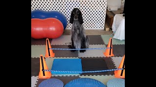 How to do Cavaletti Rail Exercises With Your Dog [upl. by Letnahc]