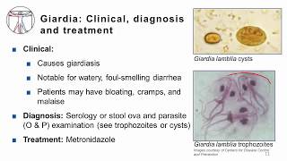 Protozoa GI [upl. by Bocaj]