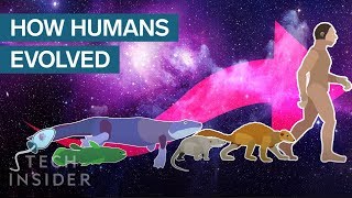 Incredible Animation Shows How Humans Evolved From Early Life [upl. by Ebbarta]