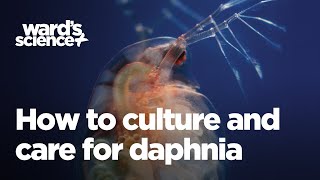 Caring and Culturing for Daphnia [upl. by Maxa898]