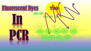 Fluorescent Dye in PCR [upl. by Atlee568]