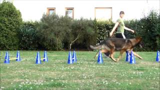 Cavaletti Training beim Sporthund [upl. by Janerich]