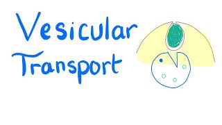 Vesicular Transport  Endocytosis and Exocytosis  Cell Physiology [upl. by Lletnwahs]