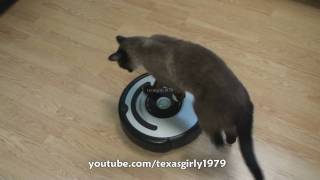 Cat shows HOW TO use iRobot Roomba Vacuum [upl. by Hachman]