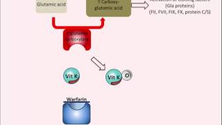 Blood Thinners Aspirin Plavix amp Coumadin [upl. by Aisereht]