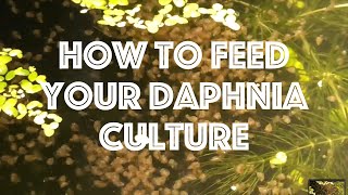 How To Feed Your Daphnia Culture [upl. by Yerga88]