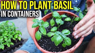 How to Plant Basil in Containers Grow FRESH Herbs at Home [upl. by Gabbey]