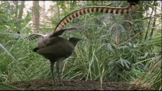 Lyrebird Imitating Manmade Sounds in Forest [upl. by Ayet]