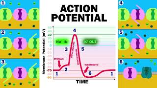 THE ACTION POTENTIAL [upl. by Oicnerual]