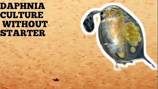 HOW TO CULTURE DAPHNIA NATURALLY WITHOUT A STARTER [upl. by Wilfreda540]