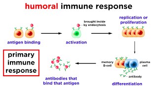 The Immune System Innate Defenses and Adaptive Defenses [upl. by Other]