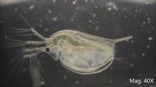 Daphnia magna under the Microscope [upl. by Coleen20]