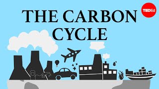 The carbon cycle  Nathaniel Manning [upl. by Acilegna]