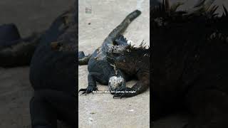 Marine Iguana 🦎 [upl. by Leda]