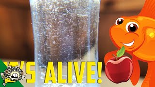 How to culture Vinegar Eels The EASY Way Live Fish Food [upl. by Magill]