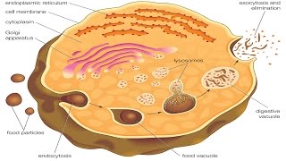 Endocytosis and exocytosis [upl. by Bennink]