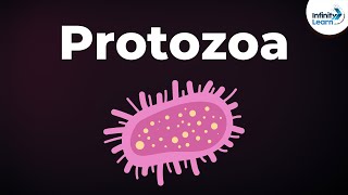 Introduction to Protozoa  Microorganisms  Biology  Dont Memorise [upl. by Klump675]