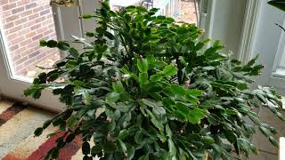 Thanksgiving and Christmas Cactus Care Update On How I Grow Them [upl. by Rellia]