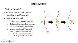 Endocytosis and exocytosis [upl. by Nirhtak]