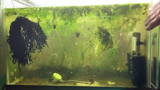 Scuds Daphnia Cherry Shrimp Copepods My aquatic food culture [upl. by Alehs]