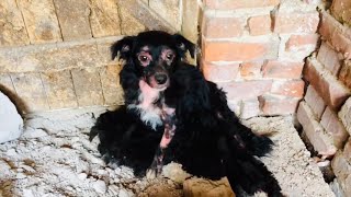 Rescued sick dog with 5 puppies [upl. by Natascha64]