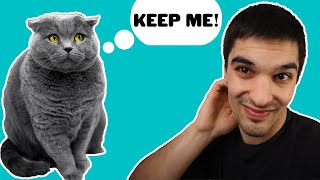 Rehoming Your Cat  Should You Feel Guilty About It [upl. by Alikam]