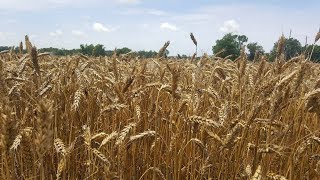 processing wheat into flour [upl. by Salocin128]