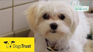 Rescue dogs meet amp greet with Dogs Trust [upl. by Wagoner]