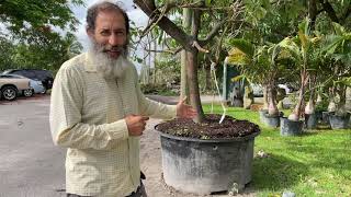 Growing a mango tree in a 200 gallon pot [upl. by Sonia]