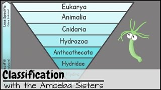 Classification [upl. by Kayley]