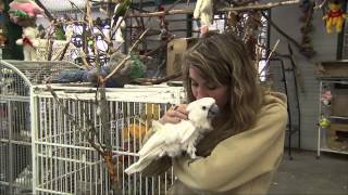 Parrot Refuge for Unwanted Pet Birds  Senior Living [upl. by Elenaj855]