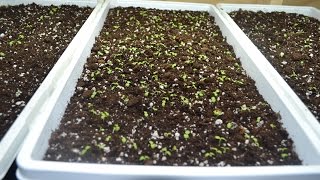 How to Quickly Grow Basil Indoors [upl. by Evetta230]