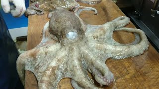 How To Kill Live Octopus  Live Octopus Cutting [upl. by Amena]