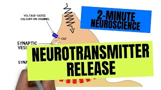 2Minute Neuroscience Neurotransmitter Release [upl. by Lienet]