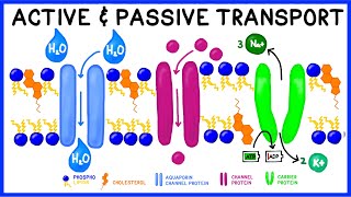 Active vs Passive Transport Compare and Contrast [upl. by Eceinej778]