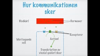 Hur hormoner fungerar [upl. by Aneda]