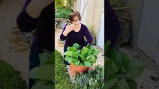 Grow Pak Choi and Bok Choi in Containers [upl. by Eilrahc]