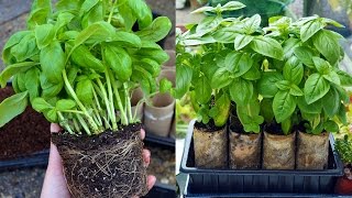 Split Supermarket Basil into Individual Plants [upl. by Hgiellek]