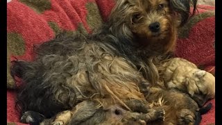 Forgotten Yorkie In Home Alone For Month Is Rescued by SICSA [upl. by Alcock]