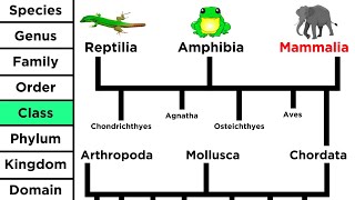 Phylogeny and the Tree of Life [upl. by Graaf521]