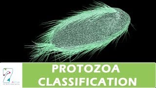 PROTOZOA CLASSIFICATION [upl. by Adnoel]