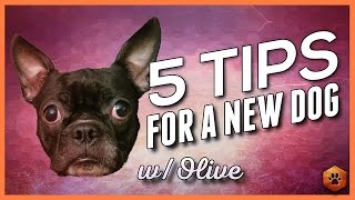 5 Big Tips When Bringing Home a New Dog [upl. by Nyrraf]