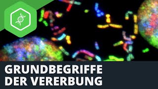 Grundbegriffe der Vererbung [upl. by Anahsit]