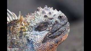 Facts The Marine Iguana [upl. by Bernita]