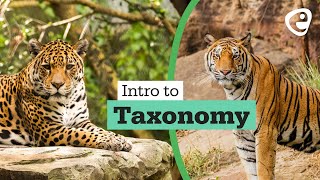 Introduction to Taxonomy [upl. by Apollus]